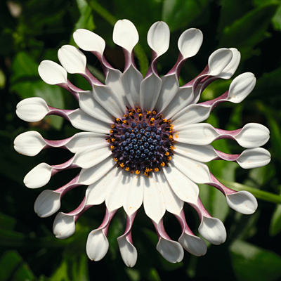 Osteospermum 'FlowerPower Spider White'