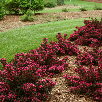Weigela f. 'Spilled Wine'