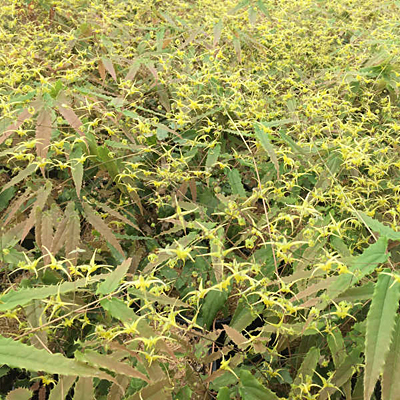 Epimedium ssp. nova 'Spine Tingler'