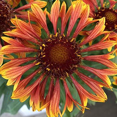 Gaillardia a. 'Spintop Copper Sun'