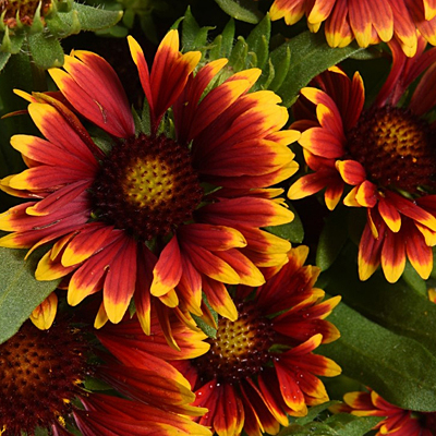 Gaillardia a. 'Spintop Orange Halo'