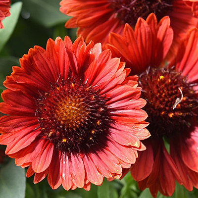 Gaillardia a. 'Spintop Red'