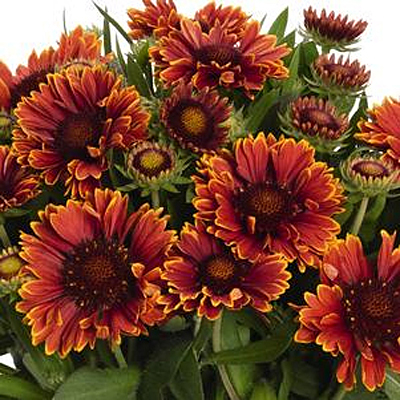 Gaillardia a. 'Spintop Yellow Touch'