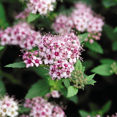 Spiraea j. var. alpina