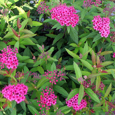 Spiraea x b. 'Anthony Waterer'