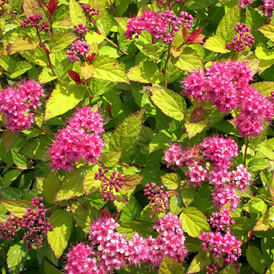 Spiraea x b. 'Goldflame'