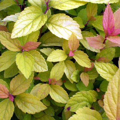Spiraea x b. 'Goldmound'