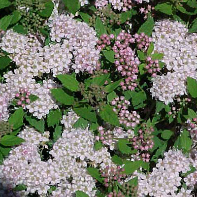 Spiraea j. 'Little Princess'