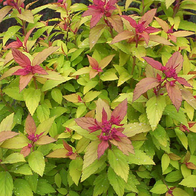 Spiraea j. 'Magic Carpet'