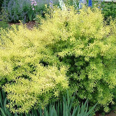 Spiraea t. 'Ogon' / 'Mellow Yellow'