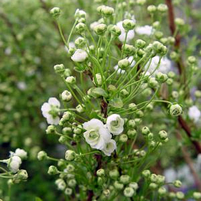 Spiraea prunifolia