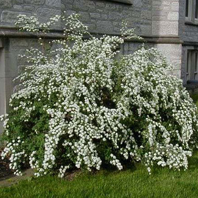 Spiraea x van. 'Renaissance'