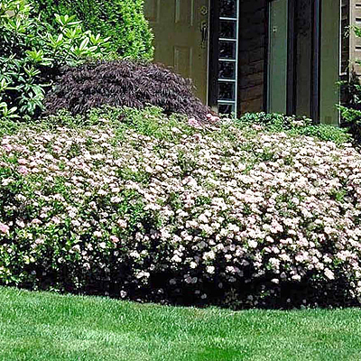 Spiraea j. 'Shirobana'