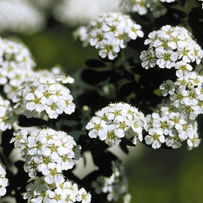 Spiraea n. 'Snowmound'