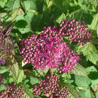 Spiraea x b. 'Superstar'