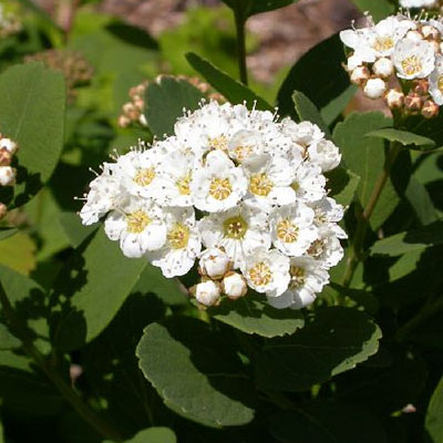 Spiraea b. 'Tor'