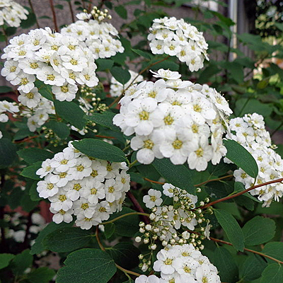 Spiraea x vanhouttei