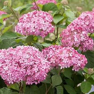 Hydrangea arb. 'Invincibelle Spirit II'