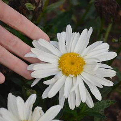 Leucanthemum x s. 'Spoonful of Sugar'