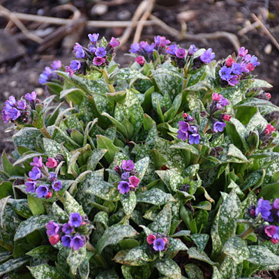Pulmonaria x 'Spot On'