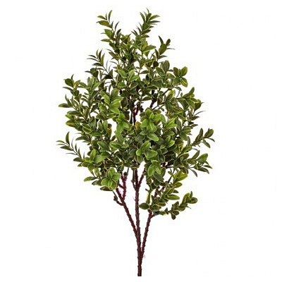 Spray - American Boxwood