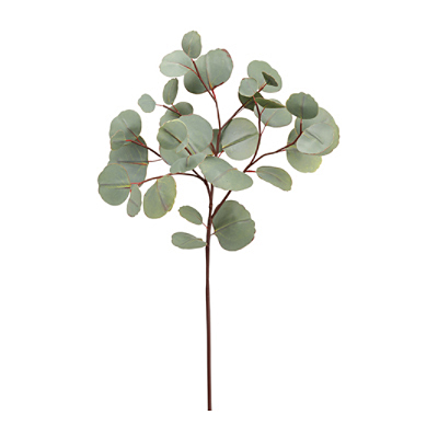 Eucalyptus Spray - Green Gray