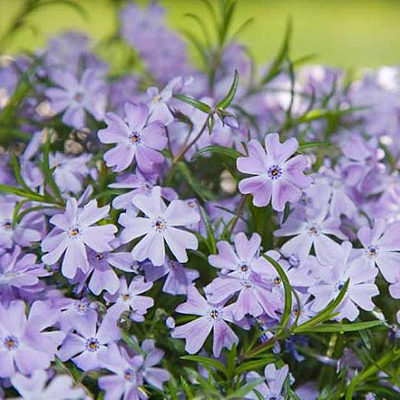 Phlox sub. 'Spring Blue'