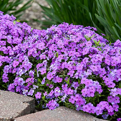 Phlox sub. 'Spring Purple'
