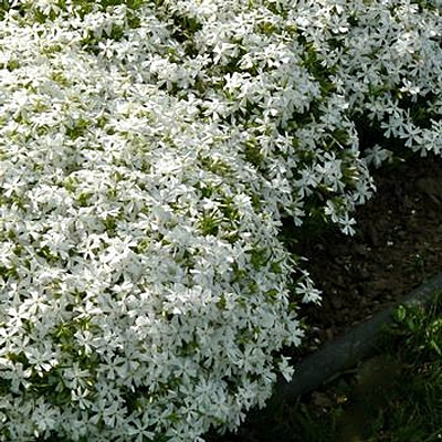 Phlox sub. 'Spring White'