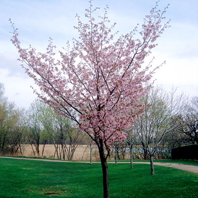 Prunus sarg. 'Spring Wonder'