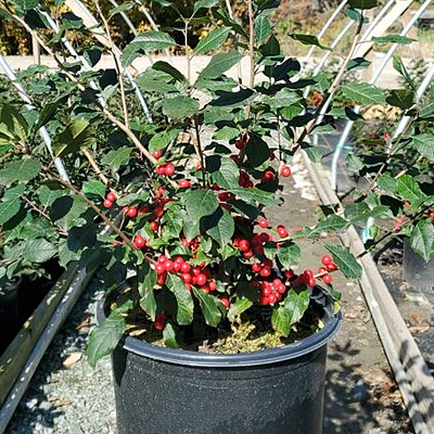 Ilex v. 'Red Sprite' (HOLIDAY)