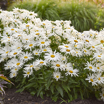 Leucanthemum x s. 'Spun Silk'