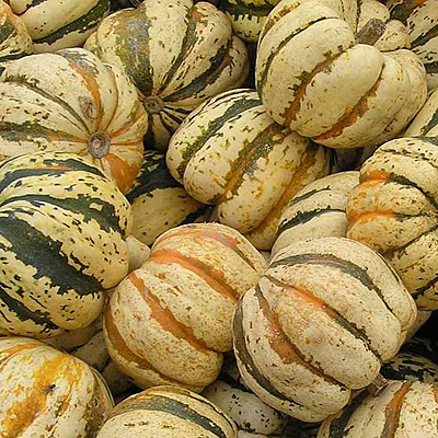 Squash 'Carnival'