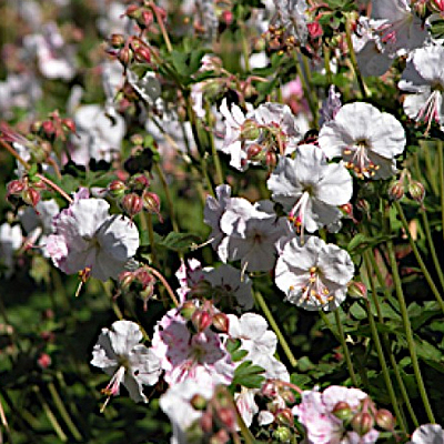 Geranium x c. 'St Ola'