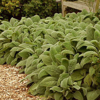 Stachys byzantina 'Helen von Stein'