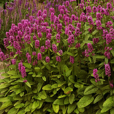 Stachys monieri 'Hummelo'