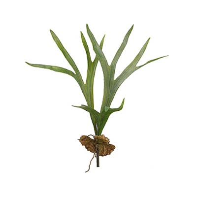 Fern - Staghorn Plant - Green