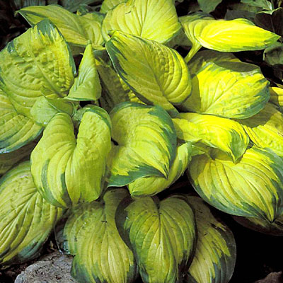 Hosta 'Stained Glass'