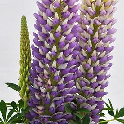 Lupinus 'Staircase Blue'