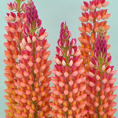 Lupinus 'Staircase Orange'