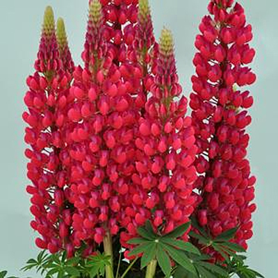 Lupinus 'Staircase Red'