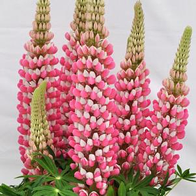 Lupinus 'Staircase Rose'