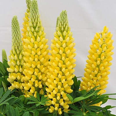 Lupinus 'Staircase Yellow'