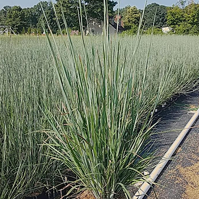 Schizachyrium s. 'Standing Ovation'