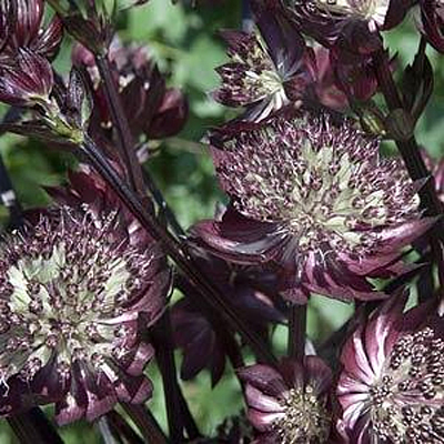 Astrantia major 'Star of Fire'