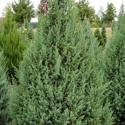 Juniperus x 'Star Power'