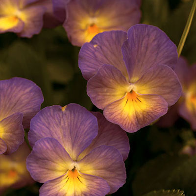 Viola c. 'Starry Night'