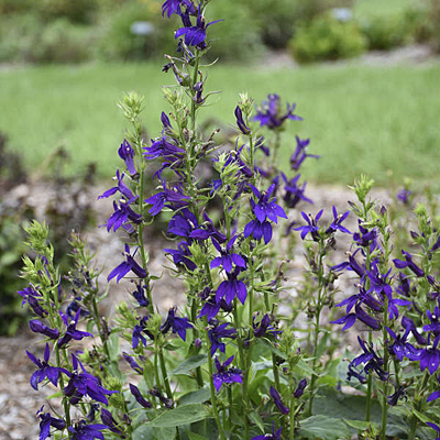 Lobelia x 'Starship Blue'