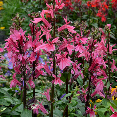 Lobelia x 'Starship Deep Rose'
