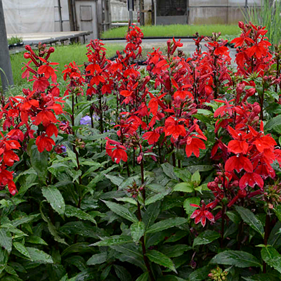 Lobelia x 'Starship Scarlet'